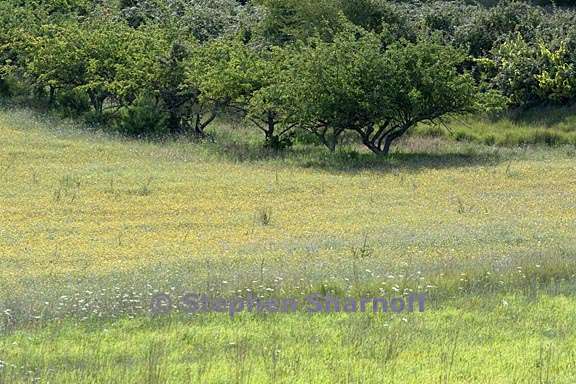 field and trees near forcalquier 2 graphic